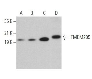 TMEM205 Antibody (G-1) - Western Blotting - Image 370131 