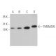TMEM205 Antibody (G-1) - Western Blotting - Image 370131 