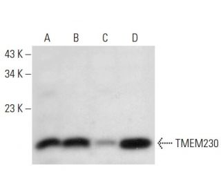 TMEM230 Antibody (G-2) - Western Blotting - Image 305787 