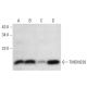 TMEM230 Antibody (G-2) - Western Blotting - Image 305787 