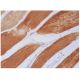 TMEM38A Antibody (G-12) - Immunohistochemistry - Image 293715