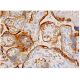 TMEM40 Antibody (A-9) - Immunohistochemistry - Image 343944 