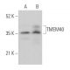 TMEM40 Antibody (A-9) - Western Blotting - Image 369043 