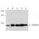 TMEM70 Antibody (B-6) - Western Blotting - Image 296935 