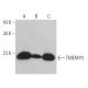 TMEM70 Antibody (B-6) - Western Blotting - Image 368993