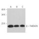 TMEM70 Antibody (G-11) - Western Blotting - Image 368994 