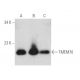 TMEM70 Antibody (G-11) - Western Blotting - Image 388988 
