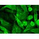 TMEM71 Antibody (B-9) - Immunofluorescence - Image 380286
