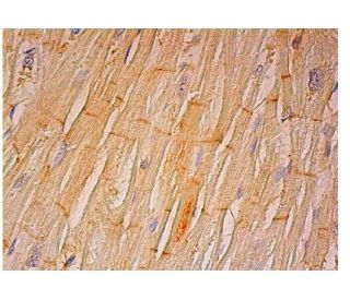 TMEM86A Antibody (F-1) - Immunohistochemistry - Image 302524 