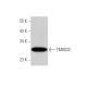 TMIGD2 Antibody (H-5) - Western Blotting - Image 350828