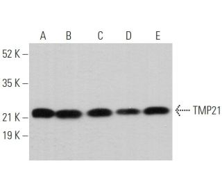TMP21 Antibody (F-7) - Western Blotting - Image 373550 