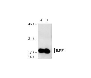 TMP21 Antibody (F-9) - Western Blotting - Image 53126 
