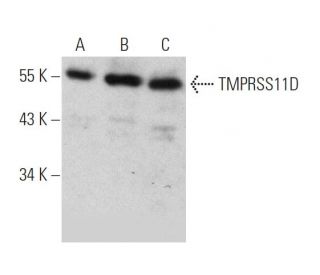 TMPRSS11D Antibody (C-9) - Western Blotting - Image 363240 