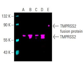 TMPRSS2 Antibody (H-4) - Western Blotting - Image 396555 