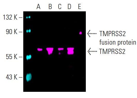 TMPRSS2抗体(H-4) | SCBT - Santa Cruz Biotechnology