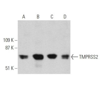 TMPRSS2 Antibody (H-4) - Western Blotting - Image 359938 