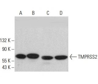TMPRSS2 Antibody (H-4) - Western Blotting - Image 379481