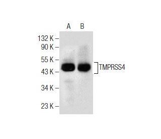 TMPRSS4 Antibody (A-3) - Western Blotting - Image 155542 