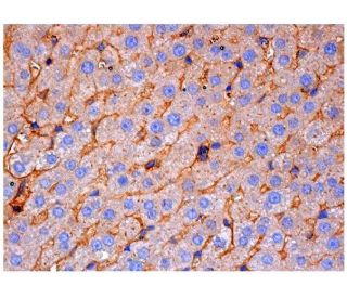 TMTSP Antibody (H-11) - Immunohistochemistry - Image 284901 