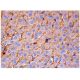 TMTSP Antibody (H-11) - Immunohistochemistry - Image 284901 