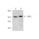 TMX3 Antibody (G-5) - Western Blotting - Image 344616 