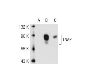 TNAP Antibody (3H414) - Western Blotting - Image 40210 