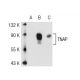 TNAP Antibody (3H414) - Western Blotting - Image 40210 
