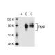 TNAP Antibody (3H415) - Western Blotting - Image 40208 