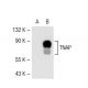 TNAP Antibody (3H415) - Western Blotting - Image 40218 