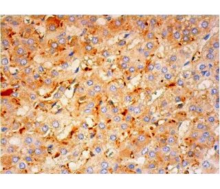 TNAP Antibody (B4-78) - Immunohistochemistry - Image 293358 