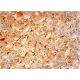 TNAP Antibody (B4-78) - Immunohistochemistry - Image 293358 