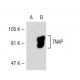 TNAP Antibody (B4-78) - Western Blotting - Image 40220 