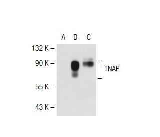 TNAP Antibody (TRA-2-54) - Western Blotting - Image 40204 