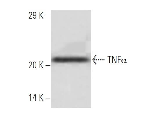 TNF alpha Antibody (4E1) | SCBT - Santa Cruz Biotechnology