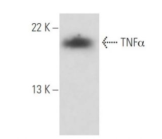 TNF alpha Antibody (AS1) - Western Blotting - Image 16143