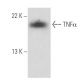TNF alpha Antibody (AS1) - Western Blotting - Image 16143