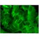 TNF alpha Antibody (E-4) - Immunofluorescence - Image 297321