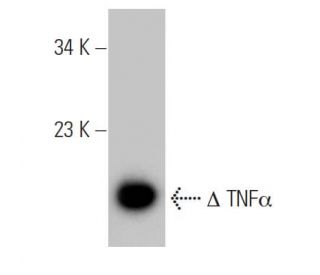 TNF alpha Antibody (E-4) - Western Blotting - Image 50667 