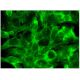 immunofluorescence image from recommended TNF alpha (C-4) monoclonal antibody replacement. Image 297320