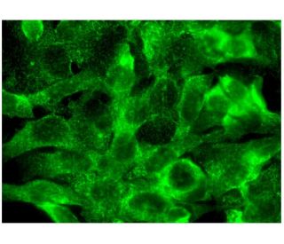 immunofluorescence image from recommended TNF alpha (C-4) monoclonal antibody replacement. Image 297320