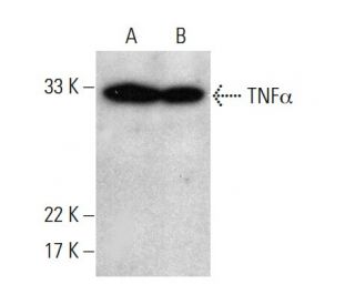 western blotting image from recommended TNF alpha (TN3-19.12) monoclonal antibody replacement. Image 380966