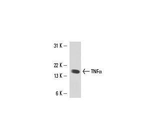 TNF alpha Antibody (52B83) - Western Blotting - Image 15541