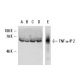 TNFα-IP 2 Antibody (C-6) - Western Blotting - Image 12735