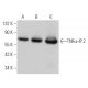 TNFα-IP 2 Antibody (C-6) - Western Blotting - Image 363630 