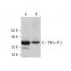 TNFα-IP 2 Antibody (C-6) - Western Blotting - Image 381093 