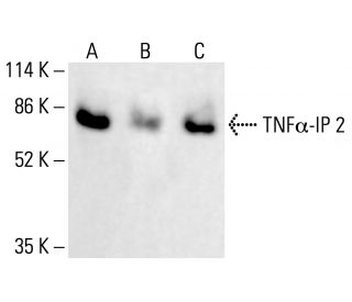 TNF&alpha;-IP 2 Antibody (F-6) - Western Blotting - Image 412502 