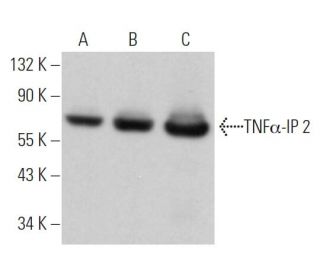 TNFα-IP 2 Antibody (C-6) - Western Blotting - Image 363630Each CRISPR/Cas9 Knockout (KO) Plasmid product consists of a pool of 3 plasmids designed to ensure identification and cleavage of a specific gene for maximum knockout efficiency. Each plasmid encodes a unique 20 nt sequence derived from the GeCKO (v2) library.