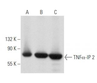 TNFα-IP 2 Antibody (F-6) - Western Blotting - Image 356881