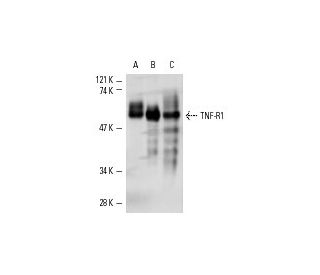 western blotting image from recommended TNF-R1 (H-5) monoclonal antibody replacement. Image 2857