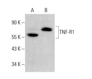 TNF-R1 Antibody (E-11) - Western Blotting - Image 376967The Double Nickase Plasmid features a U6 promoter for sgRNA expression, a 20 nt targeting sequence, and a gRNA scaffold to guide Cas9n. It includes a CBh promoter for Cas9n (D10A) and puromycin resistance, GFP for transfection verification, and nuclear localization signals (NLS). The 2A peptide allows co-expression of Cas9n and Puro from a single promoter, enabling precise genome editing with reduced off-target effects.